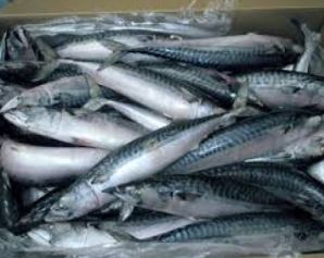  Achat De Poisson Congelé - poissons nous sommes dans l'urgence d'acheter du poisson de qualit&eacute; chinchard et faux bar dont 05 containers pour cahque ou 08 containers pour chinchard et 02 containers pour le faux bar. dans l'attente de toute personne int&eacute;ress&eacute;e pour cette annonce,  nous sommes ouverts &agrave; toute h