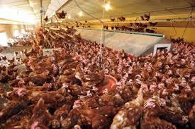  Aliments Et Additifs Alimentaires Pour Élevage - aliments pour animaux nous sommes une compagnie internationale présente dans plus de 70 pays. nous sommes producteur - vendeur d'additifs alimentaires,  de pré-mélanges,  de premix,  de concentrés,  d'outils d'application de l'eau potable et d'autres produits finis appliqués en nutrition an
