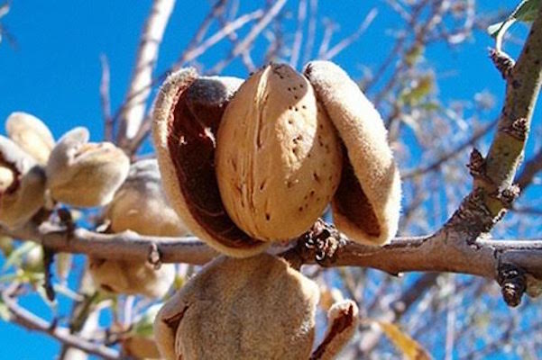  The Price Of Importing Sweet Almonds From Morocco - roasted seeds and nuts good morning dears, -- i am moroccan  ,  i am working in abu dhabi i would like to know-- the price of importing sweet almonds to abu dhabi, uae.--please contact me --thanks in advance!--