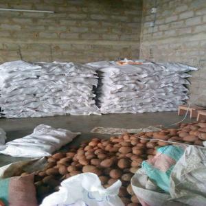  Noix De Coco - fruits et légumes bonjour je suis representant au maroc d'une grande soci&eacute;t&eacute; en cote d'ivoire qui regroupe plusieurs producteurs de noix coco --et nous sommes a la recherches des acheteurs saoudiens ,  russe,  europ&eacute;ens,  etc etc.--nous possedons des noix de qualit&eacute; a des prix imbattable ,  po