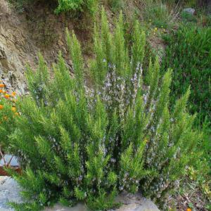  Romarin Seche - épices aromates la cooperative  au maroc a la region du moyen atlas a un produit naturel de romarin bio sans produit chimique 