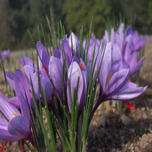  Safran En Pistils, Origine Limousin Vendre - épices aromates safranière depuis 2012,  région limousin,  je cultive et produit un excellent safran.--actuellement j'ai un stock de 500 gr à vendre,  que je ferais 25 euros le gramme au lieu de 30 euros le gramme.  vente en vrac fermé hermétiquement dans de grands bocaux,  l'id&eacut