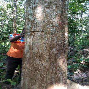 En vente 100 hct de bois de teck brut,age 30 ans - bois charbon fibre  bonjour,  nous sommes gestionnaires d affaires et nous avons un grand dossier sous la main,  en vente 100 hectares de bois de teck brut âgés de 30 ans sis en cote d'ivoire-akoupé! nous souhaitons avoir un rdv avec vous afin de mieux plancher sur l affaire ! merci de nous recevoir 