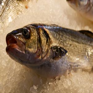  Achat Représentation Et Export - poissons nous sommes  une société de d'achat vente et de représentation; des mareyeurs,  nous cherchons des partenaires en italie espagne ou france pour exporter ou le représenter  pour l'achat de poissons frais ou congelés au maroc