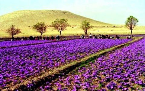 Oils And Spices - olis interested in oils and spices --i am an artisan perfumer and sourcing director for a dynamic company .