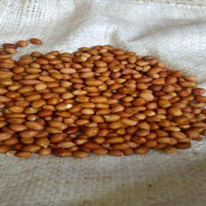  Recherche De Producteur Ou Partenaire - céréales we have peanut in good quality and very good quality,  we can discurs on the price 