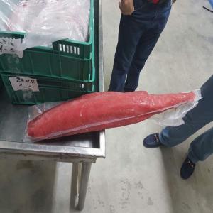  Filets De Thon Et Thon Congelés - poissons thons entiers congelés provenances caraïbes,  livrés en containers de 20 pieds,  europe--filets de thons congelés en sachet individuel,  excellente qualité,  possibilité de filets frais livrés par avion