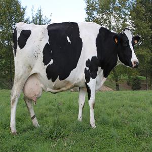  Vaches Laitières De Qualité - animaux vivants nous importons des génisses  prim holsteins de qualité en provenance  de france,  alllemagne,  autriche,  hollande--nous sommes situés à 50 km d oran une participation  pour le transport pourra vous etre assuré --pour d avantage de renseignements veuillez nous contact