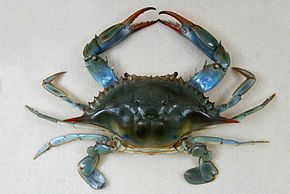  Crabe Bleu Grande Quantité Et Excellent Prix - poissons je cherche des clients pour acheter le délicieux crabe bleu tunisien un prix exceptionnel quantité illimitée ce crable bleu contient  une importante quantité de protéines et une faible teneur en graisses saturées,  ce qui lui confère des vertus di&eacu