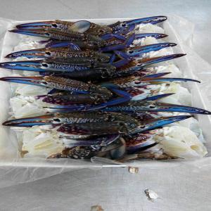 Fournisseur crabe bleu  portunus segnis   - coquillage crustacé nous sommes une entreprise leader dans l'exportation de crabe bleu (blue swimming crab) à partir de la tunisie avec 3 unité de conditionnement. la plupart de notre exportation est destinée au marché asiatique et américain. --nous pouvons fournir du crabe entier fra