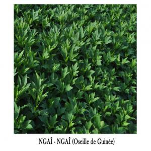  Fruits Et Légumes Togolaise. - fruits et légumes nous sommes à la recherche des clients pour leurs fournis des fruits,  légumes , gari, tapioca huile rouge, sésame, ignames,  haricots, aklu, aubergine, arachide frais.....notre plus gros soucis c'est de faire tout possible pour satisfaire nos clients.nous sommes basés sur la qual