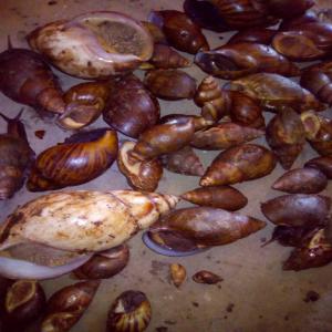  Les Escargots Venant De La Forêt Tropicale - animaux vivants selon les conditions et besoins de l'acheteur. je serais et ferai ce qu'il voudra selon la façon dont il a besoin du produit. 