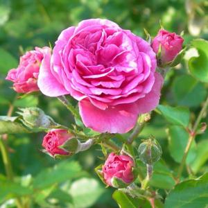  Rosier De Damas Damascena - horticulture plante biocarburant bonjour, --je suis à la recherche d'une trentaine de plants de rosiers de damas naturels et/ou qualité agriculture biologique (sans pesticides ni produits chimiques) pour une utilisation culinaire.--je souhaite que ces plants soient fabriqués dans les régions d'origine (ma