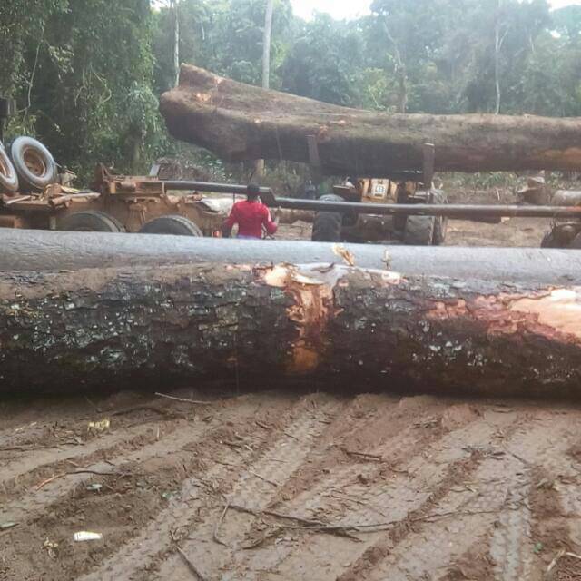  Fournisseur Bois Précieux D'afrique Tropicaux - bois charbon fibre fournir du bois sur commande,  directement debiter sur mesure dans les forets du cameroun,  et acheminer au port de douala pour livraison. 