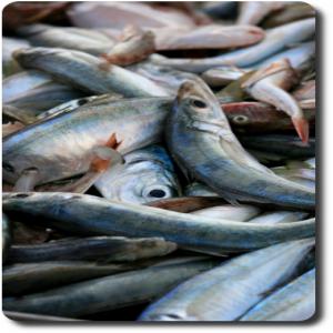  Fournisseur De Produit Halieutique, Viande, Oeufs - poissons je recherche un fournisseur fiable et efficace qui me fournir  des produits halieutiques comme- le poisson,  la viande,  la saucisse,  g&eacute;sier de poulet et de dindon. --je r&eacute;side au b&eacute;nin avec ma boutique d&eacute;j&agrave; prete pour commencer la vente. je veux d&eacute;marrer ce p