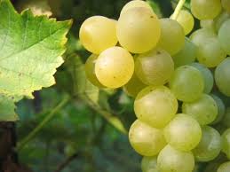  Raisins Blancs Et Rouges - vins on est dans la recherche des clients intéressés a acheter 150 tonnes des raisins blancs et rouges pour le saison 2018. les cultures de raisins sont pour faire du vin. les cultures sont loins des zones industrielles,  polluées,  en se trouvant dans des dépressions avec un cl