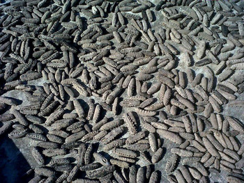  Concombre De Mer Vidée Et Secher En Algerie - coquillage crustacé salut je suis un grossiste algerien je cherche un client qui veut acheter une grosse quantité de concombre de mer vidée et sécher et de bonne qualité 