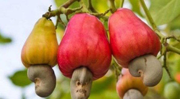 Notre Ambition Livre Des Meilleurs Produits - fruits et légumes notre cooperative ,  comme toutes les coopératives de cote d'ivoire et du monde essais de faire le meilleurs pour satisfaire les clients ,  mais particulièrement ,  notre ambitions et objectifs serait de livres a temps le clients nos produits agricoles bio afin d’étendre un partena