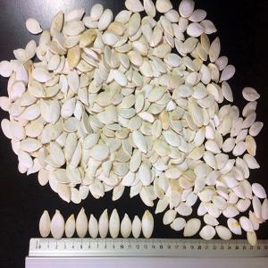  Pumpkin Seed In Shell Crop 2020 All Caliber - roasted seeds and nuts only serious buyers--origine- ukraine--type- grey volga-shine skin--size mm. - all size--max undersize- 8%--the goods are fit for human consumption.--physical characteristics--purity- 99, 9%--broken seeds- 1% max.--stained seeds- 5% max.----