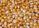  White And Yellow Corn Maize For Human - seed plant seed white corn- --type-     corn     --glutinous-     glutinous     --style-     dried--drying process-     sun dried     --cultivation type-     common     --color-     white--length (cm)-     1.1     --maturity-     100%     --place of origin-  south africa--botanical name-     zea mays     --purity- 