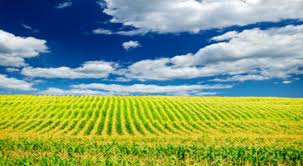  La Commercialisation Des Produits Agricoles Agro - autres la commercialisation des produits agricoles,  (agroalimentaire,  grandes cultures,  élevage et production animale, dattes 'nour',   fruits&légumes,  produits de transformations...)