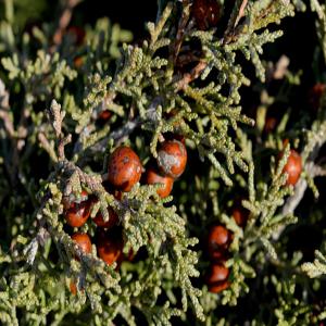  Huile Essentielle De Genévrier De Mer - matiere vegetale huile essentielle de genévrier de mer (juniperus phoenicea var. turbinata). --nous proposons 40 litres par année.--origine- portugal