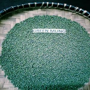  Green Mung Bean - semence graine plant importante soci&eacute;t&eacute; d'exportation en grain sec offre du green mung bean  machine cleaned,  sechage naturel ,  grade 1 dans des polypropylenes bags 25kg/50kg.--indicative fob price 818 usd/mt--exp&eacute;dition imm&eacute;diate--quantit&eacute; - 1tc 20  en green--nous contactez par e-mail