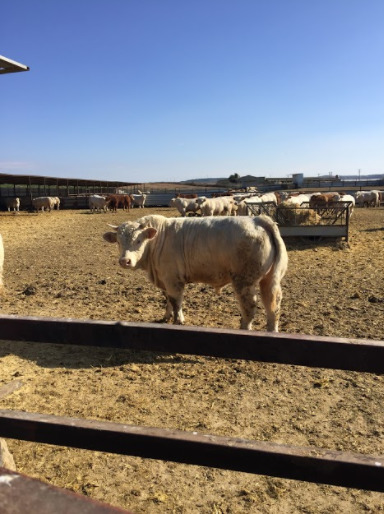  Exporter Vers Turquie - animaux vivants nous sommes du b&eacute;tail s&eacute;rieux,  responsable et avec du b&eacute;tail de qualit&eacute;. nous pouvons exporter vers l'alg&eacute;rie,  l'egypte,  la tunisie,  le maroc,  le liban,  la libye,  turquie etc. tous les deux vivent et dans certains pays &eacute;galement dans les canaux. nous avons d