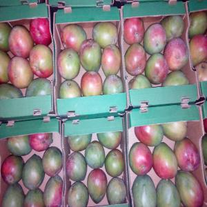 Exportation Mangue - fruits et légumes groupe de producteurs de mangue .base au nord de la cote d ivoire  proposons la mangue kent de bonne qualities pour plus de details contactez nous