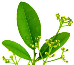  Huile Essentiel Ravintsara Géranium Et Tagète - matiere vegetale je suis cultivateur-producteur d'huiles essentiels tels que ravintsara,  tagète,  géranium ...,  de la bonne qualité et je cherche des acheteurs  ou des collaborateurs pour exploiter mes produits.