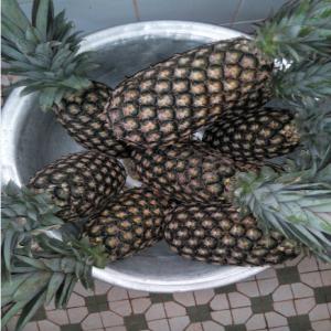  Ananas Frais Bio Du Benin - fruits et légumes il s'agit d'ananas pain de sucre frais et bio produits suivant un procédé défini au sein de la ferme de production. nous n'utilisons pas d'engrais chimiques pour enrichir la terre mais du composte obtenus à partir de déchets et détritus organique.--nos produ