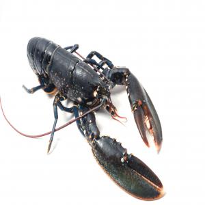  Fruits De Mer D'irlande - coquillage crustacé nous avons a la vente differents fruits de mer - homard,  langoustines,  bulots,  crabes,  concombres de mer,  abalones.--origine - irlande.--nous contacter pour de plus amples renseignements.--