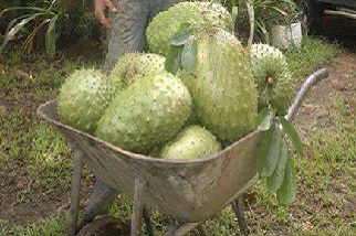  Vente En Gros De Maïs - fruits et légumes je dispose d'une grande quantité de maïs chaque année,  mes plantations se localisent au cameroun  en afrique centrale. je suis à la recherche des clients exportateurs ou locaux,  partenaires d'affaires agricoles.--de meme,  j'ai une neo-plantations de corossol connu sur le nom de 