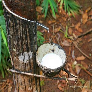  Produits Agricoles - autres nous disposons de produits divers notamment le maïs,  le roucou,  le soja blanc et vert,  huile de palme etc.--qte - minimum 1000 t  --