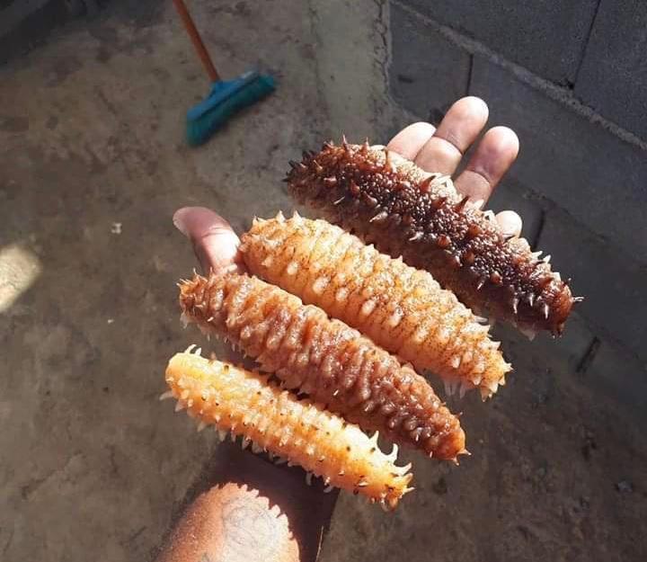  Fournisseur De Concombre De Mer - poissons je cherche des clients sérieux pour leurs fournir du concombre de mer sec excellente qualité et en toute quantité requise. 