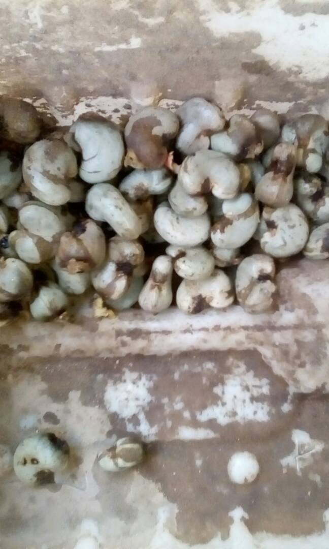  Vente De Noix De Cajou - fruits secs et graines grillées le produit est déjà séché. il a été traité. nous pouvons trouver plus en guinée. il faut cependant tenir compte que le produit maintenant est transporté de ziguinchor a dakar par bateau. d’où la nécessite de travailler avec un tra