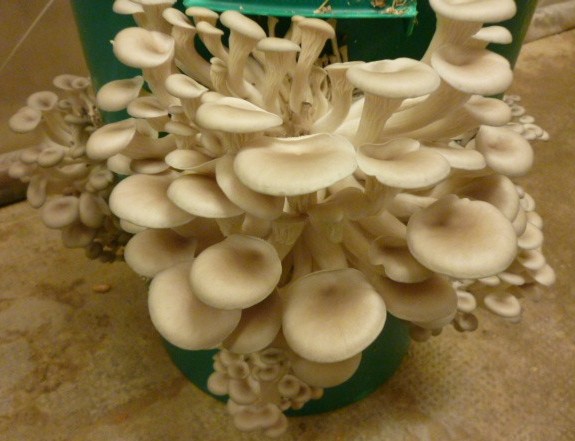  Vente De Champignon Pleurote - champignon levure bonjour. je suis un producteur de champignon pleurote. je cherche un marché d'écoulement pour mes produits et des partenaires pour l'achat de mes productions. le prix pour la vente est de 4€ par kilo pour les champignons frais et 40€ pour les champignons séchés. veuillez 