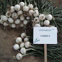  Oignons Cirrus Tunisie - fruits et légumes nous sommes exportateur d’agro-alimentaires et spécialement de fruits et légumes, --nous disposons d'une quantité importante de- oignons cirrus d'origine tunisienne de qualité premium,  récolte mai/juin 2018, --nos oignons de calibre 40-50 et 50-70 mm--possibilit&eacu