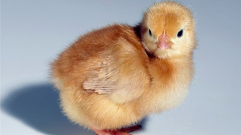  Vente De Poussin Pondeuse Isa Brown - animaux vivants nous commercialisons les poussins pondeuses isa brown. nos poussins  sont de qualit&eacute;s sup&eacute;rieur. tout personne d&eacute;sirant passer  une commande n'&agrave; qu'a nous contacter pour passerreur sa commande. nos livraisons sont rapide.