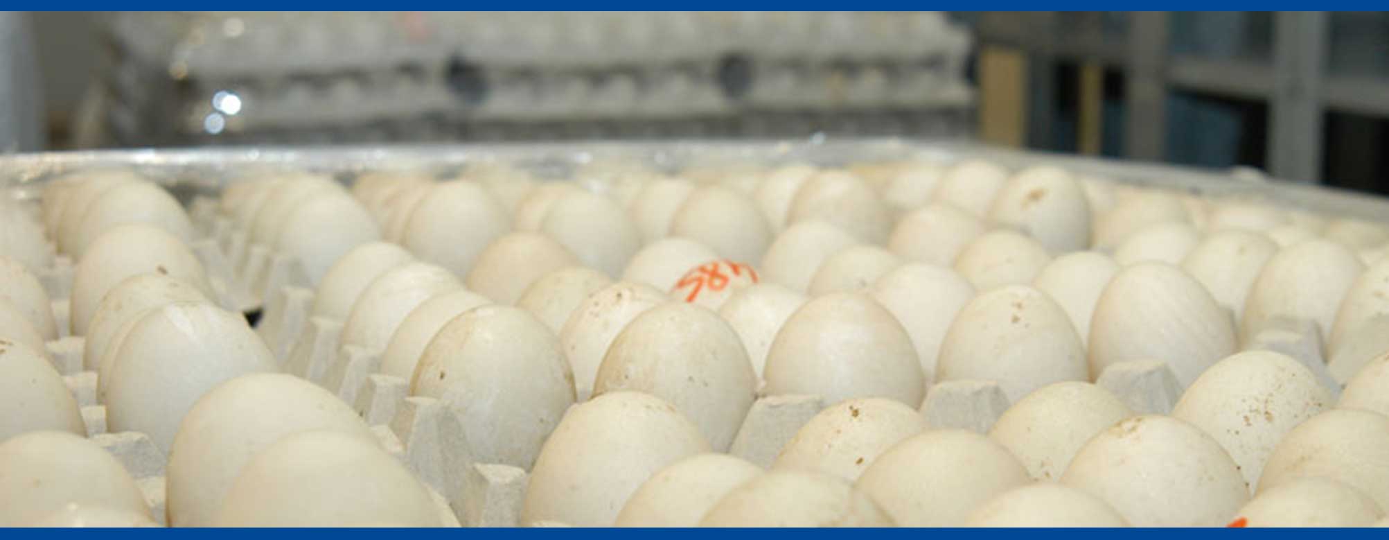  Ventre D'oeuf Fécondé De Cobb 500 Et Ross 308 - viandes et oeufs nous commercialisons des oeufs  à couver de cobb 500 et de ross 308. nos oeufs sont bien traité et ont taux d'éclosion élevé. nous vendons aussi des poussin d'un jour,  les pintadeau,  les poussins isa brown,  les dindonneau,  les cailles et aussi des oeufs a couver de