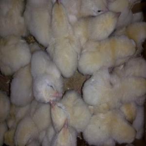  Vente De Poussin Chair Cobb 500 Et Ross 308 - animaux vivants nous commercialisons des poussins chairs d'un jour cobb 500 et ross 308. nos poussins sont de qualit&eacute;s sup&eacute;rieur.  pour tout personne int&eacute;ress&eacute;e n'&agrave; qu'a nous contacter pour plus d'informations ou pour passer sa commande. nos livraisons sont rapide. 