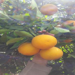  Oranges Maroc Late - fruits et légumes oranges maroc late de qualité.emballé et conditionné dans des cajettes de 15 kg--produit frais coupé directement de l'arbre .région de agadir--pas sérieux s'abstenir--merci