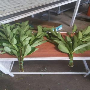  Viburnum Tinus - horticulture plante biocarburant bon jour ----nous somme a barcelone cherchonds clients pour  vente de viburnum cortado para bouquets de fleurs,  exportaction vers toutes l'europe.--