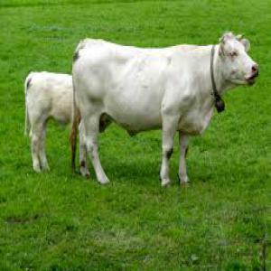  Recherche Client Bovins Ou Maroc - animaux vivants pour tous les  acheter marocain qui veule des vache holstein  ou des vache montbéliarde ou vache limousine  importe des animaux vivant ou maroc avec tous les document sanitaire et vaccin  je m’occupe des achat et du transport   on  france verre le maroc je suis a votre disposition cordialemen