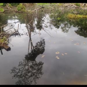  Industrie-production Piscicole - Industrie exploitation je suis propriétaire de 120 hectares de terres traversées par 4 rivières à 26 km de kisangani (r.dcongo),  je me spécialise dans la production de poissons tilapia car très demandés par les clients. je cherche des actionnaires (investisseurs en capitaux