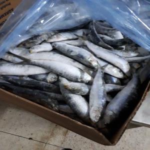  Sardines Sauvages Taille 8/12 Congelés - poissons bonjour.--nous avons actuellement 11 conteneurs de 40ftc (congel&eacute;s) des sardines sauvages taille 8/12.--emballage - carton de 20kg.--conditions de paiement- 30% &agrave; l'acompte et 70 % contre copie du bl.--prix d&eacute;gressif si vous voulez plusieurs conteneurs.--origines - maroc et maur