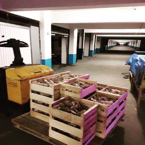 Producteur Bio Shiitakés Et Pleurotes - champignon levure nous recherchons des distributeurs réguliers pour shiitakés et pleurotes certifiés bio. nous sommes producteurs de champignons bio et endives bio situés à paris. nous pouvons produire en grande quantité (200 kilos par semaine à minima de capacit&eacut