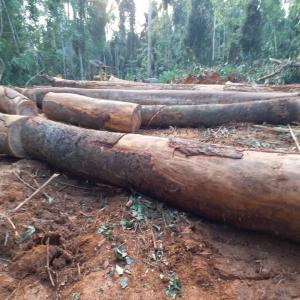  Recherche De Clients Pour Bois En Grume Et Débité - bois charbon fibre nous disposons de plusieurs essences de bois(pachy,  doussié,  iroko,  padouk,  tali... nous vous livrons en grumes ou en débité,  fonction de vos commandes et des la disponibilité de nos stocks.