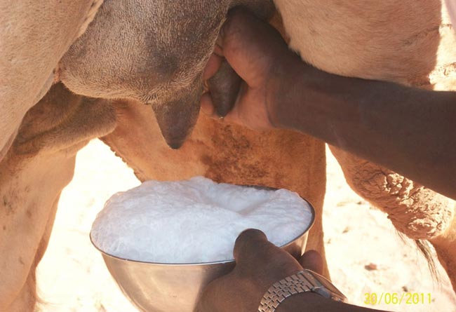  Chamelle De Lait - lait et produits laitiers je cherche a trouvez un chemin afin de d'importer des chamelle de lait de l' australie svp de me donner des infos pour pouvoir--realiser mon projet--merci 