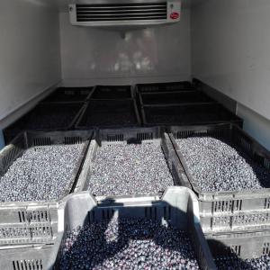  Nous Vendons Des Baies De Myrtilles Fraîches - fruits et légumes nous vendons des baies de myrtilles .--commande minimum 1 t,  nous livrons partout en europe avec le réfrigérateur.--nous attendons votre commande sur le téléphone ou le message.--